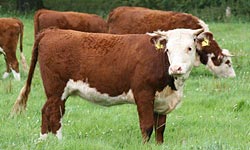 herefords