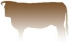 Traditional Herefords
